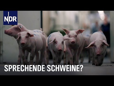 Now pigs are talking: This is how they fare in different farming systems | NDR documentary