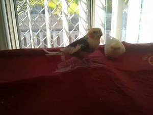 Cockatiel mating call