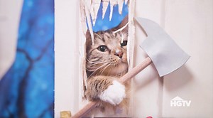 The Crafty’s didn’t forget their furry friend this Halloween--watch as they make these purrfect cat Halloween costumes! 🐈 | HGTV Home