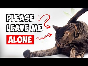 What Your Cat's Weirdest Poses Really Mean