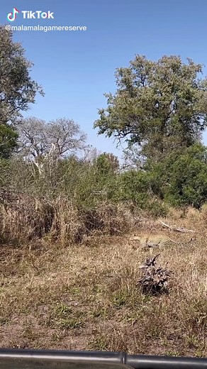 Leopard Acceleration: Unleashing Lightning Speed in Africa