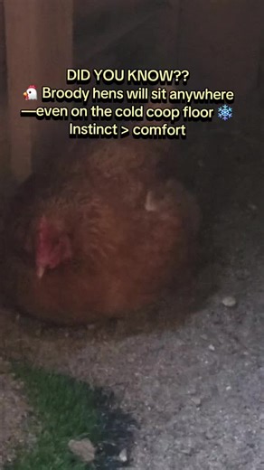 Did you know a broody hen will sit anywhere — even on the cold coop floor in winter? When hormones kick in, instinct takes over comfort. Broody behavior can happen even in cold weather, which is why you’ll sometimes see a hen planted in the strangest spots. Link in bio. #chickencare #backyardchickens #chickens #chickenkeeping #fyp