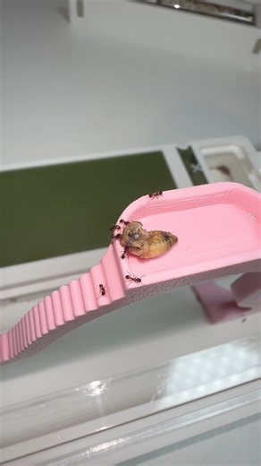 Les prototypes des prochains accessoires du Bunker-Lab ! Espèces -> Lasius niger, Pheidole pallidula, Tetramorium sp et Messor barbarus | Gigafourmis