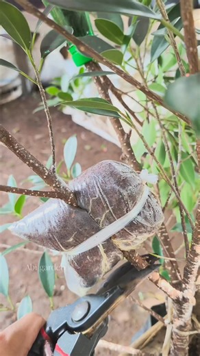 Abi garden on Instagram: "air layering result after 20 days #airlayering #plantpropagation #grafting #gardeningtips"