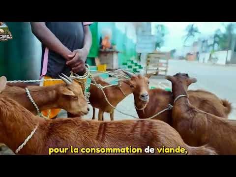 Élevage de chèvres et moutons le business agricole le plus rentable en Afrique