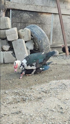 Ducks mating 18+