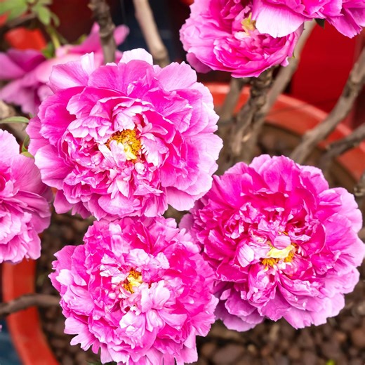 Think you don’t have space to grow peonies? Here’s how to cultivate lush blousy blooms in pots