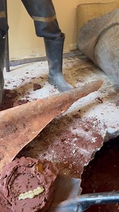 128K views · 1.5K reactions | Termite colonies can chew through wood,...