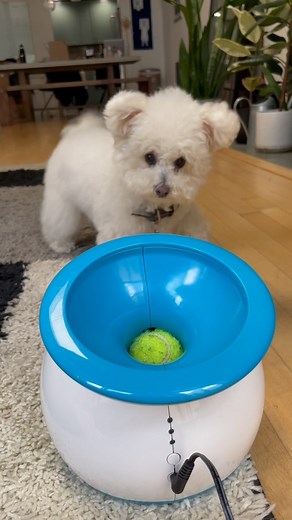 Goose | Mini Sheepadoodle Dog on Instagram: "Tippy tappy 👸"