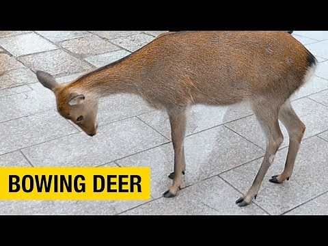 Meet the Bowing Deer of Nara Park
