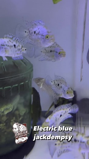 14K views · 143 reactions | @monsteraquarium The Electric Blue Jack...