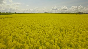 Flowering crops - Free Stock Video