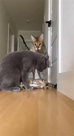 😮🐾 Savannah Mother Cat Turns Fear Into Silence