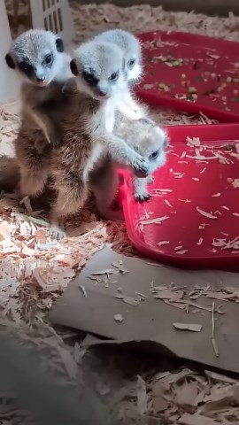 Baby meerkats pop up and charm everyone nearby
