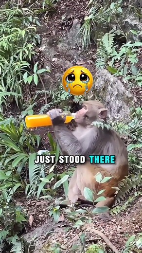 🐒 He Stole Her Juice and RAN 😭 #funny