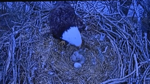 Blue Springs eaglets emerge, excitement grows in community