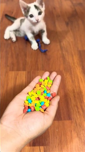 ⚠️ Reality ERROR Detected! 😳 Barsik’s Reverse Breaks Physics 💫 | Viral ASMR #cat #reverse #marble