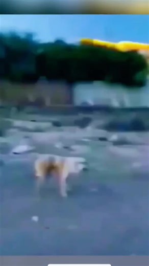 Funny Dog Videos: Best Moments That Will Make You Laugh