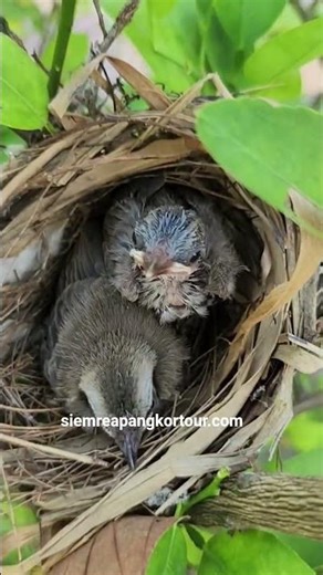 Explore Ancient Khmer Empire, Kulen waterfall #travel #asiantravel #cambodiatravel