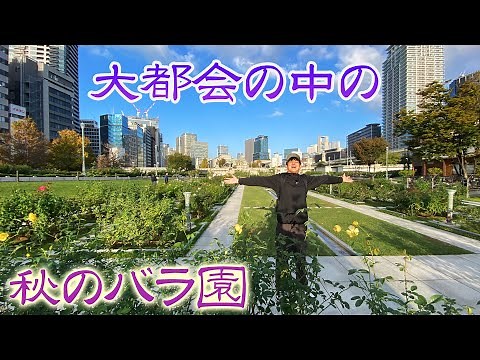 【秋のバラ園】秋バラが咲き香りが漂う中之島バラ園『ビルに囲まれた都会のバラ園』【加田智志】