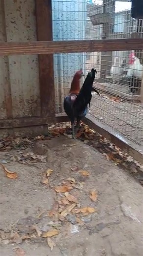 Due to health concerns I'm unable to continue doing this in the manner I'm accustomed to . Therfore I'm forced se.ll my personal brood fowl and crossed stags. It's took a life to accumulate these bl00dlines. I'm just failing as a rooster man and I can't bear it. 𝗦𝗲𝗻𝗱 𝗺𝗲 𝗮 𝗺𝗲𝘀𝘀𝗮𝗴𝗲 𝗶𝗳 𝘆𝗼𝘂 𝗮𝗿𝗲 !𝗻𝘁𝗲𝗿𝗲𝘀𝘁𝗲𝗱 𝗶𝗻 𝗮𝗻𝘆 𝗼𝗳 𝗺𝘆 𝗯𝗹𝟬𝟬𝗱𝗹𝗶𝗻𝗲𝘀 𝗮𝗻𝗱 𝗹𝗲𝘁'𝘀 𝘄𝗼𝗿𝗸 𝘀𝗼𝗺𝗲𝘁𝗵𝗶𝗻𝗴 𝗼𝘂𝘁 Jeremiah Jerry Low | Jeremiah Jerry Low