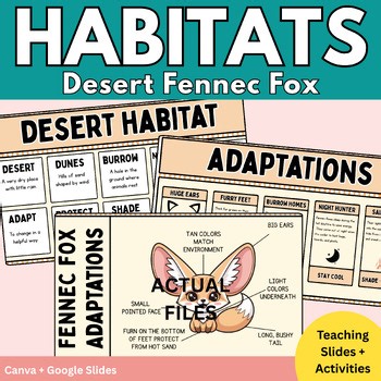 Fennec Fox Habitat & Adaptations | Lesson l Teaching Slides l Worksheets