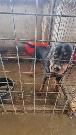 Nici bine nu a plecat la căsuța lui rottweiller-ul pe care l-am postat anterior că imediat au adus altul în loc.😔Nu mai cumpărați câini dacă nu sunteți în stare să aveți grija lor.….. spre adopție către persoanele inimoase🙏🙏(adapost public Vaslui) | Last hope to Life - LH2L