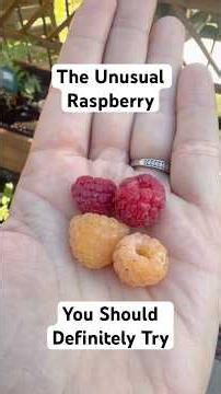 First Golden Raspberries of the Season!