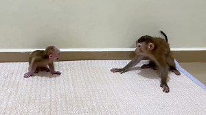 Pity Poor Chichi Talking Fast Beg Jenny Not Playhard On Her | Mr Jacky