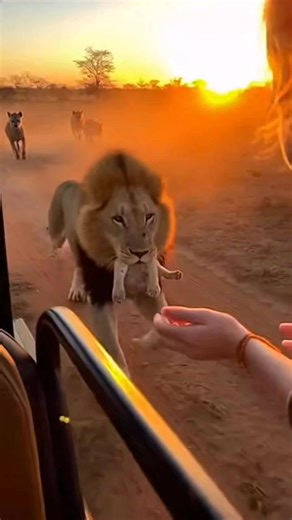AI Wildlife Emotions on Instagram: "“The Golden Hand-Off: Lion Trusts a Human” #OnceInALifetime #WildlifeMiracle #SafariDrama #NatureGoesViral #UnbelievableMoments"