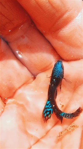 Betta Alien Samurai: Híbrido de Bettas Salvajes