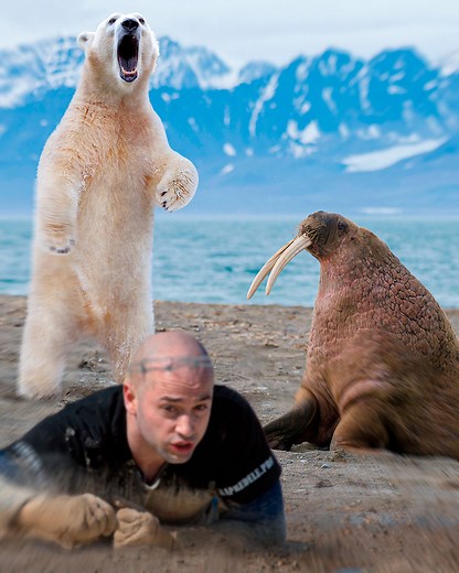 7.6K views · 198 reactions | Could a walrus defend against a polar bear attack? | What If | Facebook