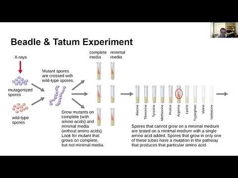 Genetics & Evolution 6 - The Beadle & Tatum Experiment