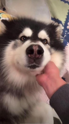 Caring for a Siberian Husky: A Day in the Life