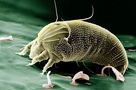 ▷ Ácaros » Características, Alimentación, Hábitat, Reproducción, Depredadores