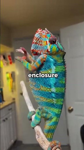 Would a Chameleon Make a Good Pet? | Pets Rated 🤔 #chameleon #unusualpets #petrating