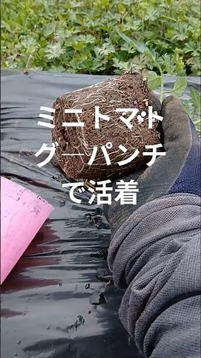 ミニトマト植え方色々！時短で解説！家庭菜園