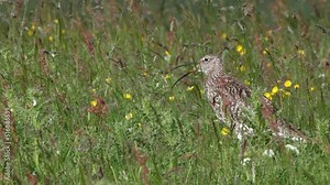 Eurasian curlew calling among wildflowers with wind blowing vegetation Stock Video