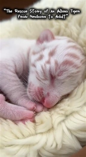 “The Rescue Story of an Albino Tiger from Newborn to Adult” #animals