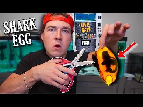 HATCHING MY VENDING MACHINE SHARK EGG!