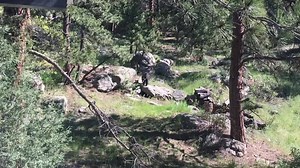 28K views · 422 reactions | Wildlife in Colorado! Meteorologist Chris Spears caught this video outside his home in Evergreen this morning. | CBS Colorado | Facebook