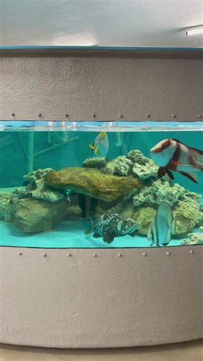 The 6000 Gallon Saltwater Pond