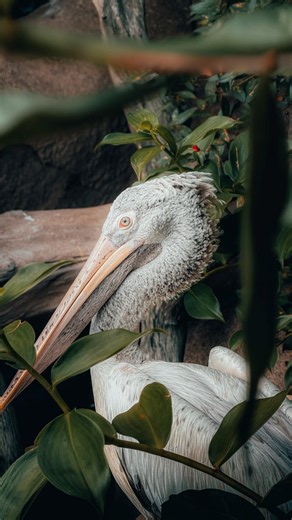 Foolproof way to ELEVATE your zoo pics 📸