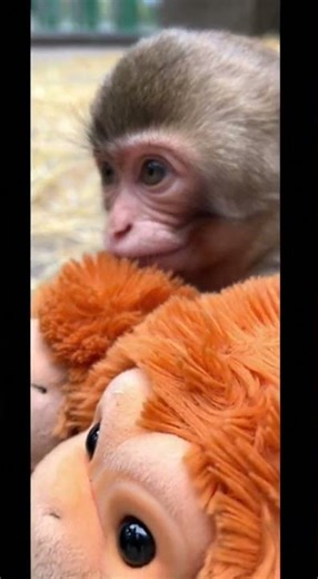 Orphan Baby Monkey Hugs a Toy Like Its Mother 💔🐒 #emotional #RealFootage #babymonkey #hearttouching