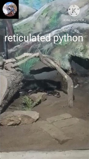 Patna zoo red sand boa , two python species series 2 part 3 wait for part 4