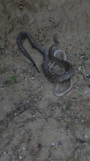 Python Snake Rescue #shortsvideo #youtubeshorts #trending