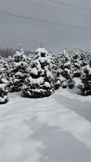 #BOONE, NC: I love the smell Christmas trees! Did you know NC ranks 2nd in Christmas tree harvesting? I think some times I prefer real, and for convenience I like the faux fir 🎄 Do you prefer the real thing or artificial? | Chelsea Torres