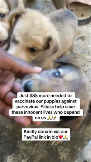 Please if you can help, donate via our PayPal link in bio ❤️ #fyp #viral #trending #youtubeshorts