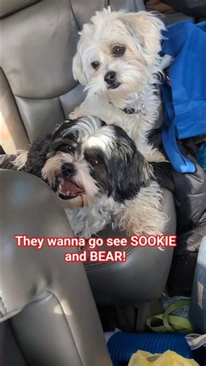 doggie reunion coming up! #puppy #cute #pets #animals #shorts