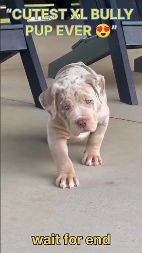 Cutest XL American Bully Puppy Ever 😍 | Adorable Bully Moments You Can’t Miss! #shorts